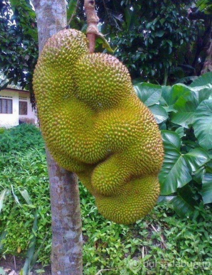 Hiç kendisini fil ya da biber zanneden 'limon' görmüş müydünüz?