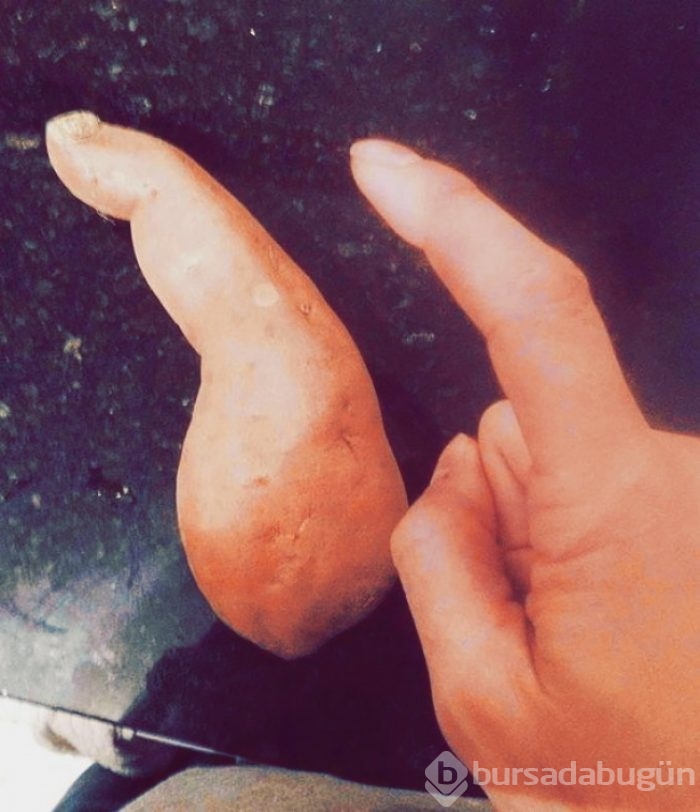 Hiç kendisini fil ya da biber zanneden 'limon' görmüş müydünüz?