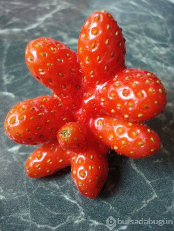 Hiç kendisini fil ya da biber zanneden 'limon' görmüş müydünüz?