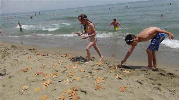 Marmara'da korkutan görüntü... Yüzlercesi kıyıya vurdu
