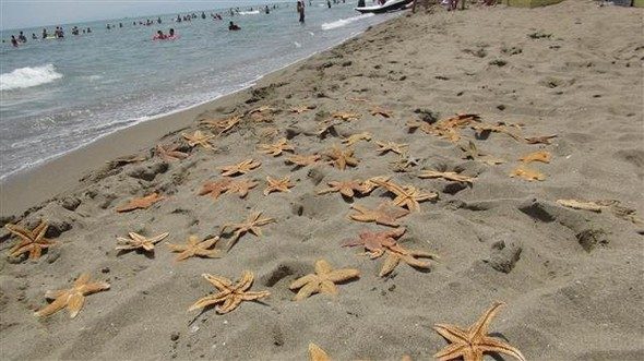 Marmara'da korkutan görüntü... Yüzlercesi kıyıya vurdu