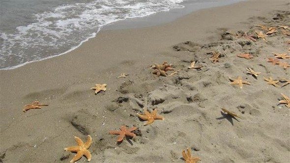 Marmara'da korkutan görüntü... Yüzlercesi kıyıya vurdu