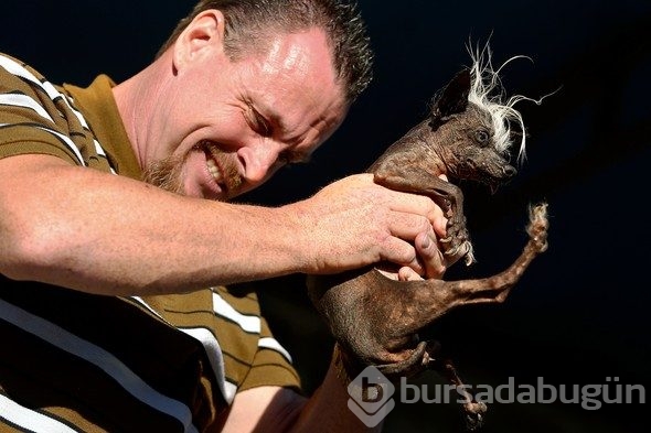 İşte dünyanın en çirkin köpeği