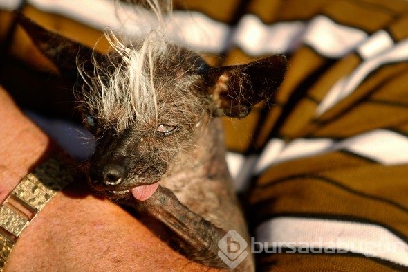 İşte dünyanın en çirkin köpeği