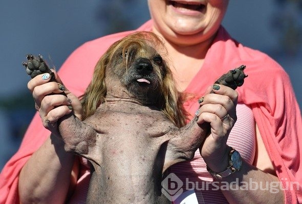 İşte dünyanın en çirkin köpeği