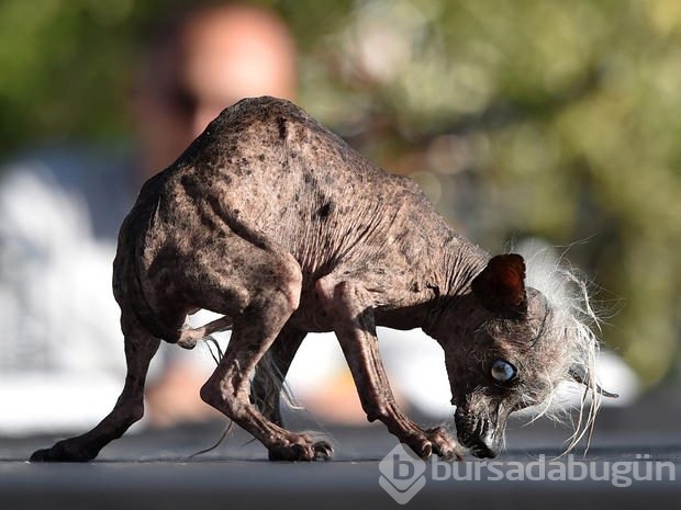 İşte dünyanın en çirkin köpeği