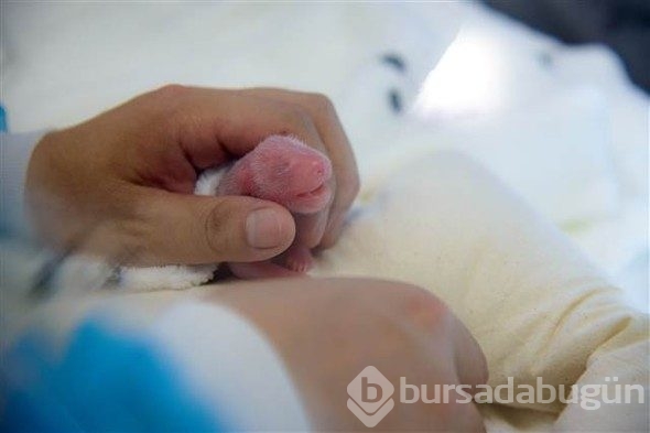 Biri iyi, diğeri yoğun bakımda!