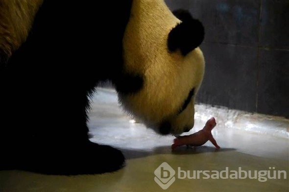 Biri iyi, diğeri yoğun bakımda!