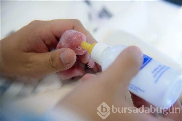 Biri iyi, diğeri yoğun bakımda!