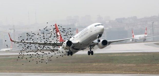THY, dünya devlerinin kabusu ilk 10 şirket arasında