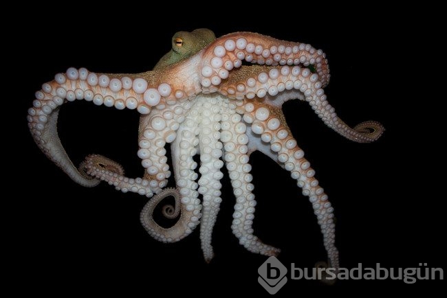 Ahtapotlar uzaylı çıktı