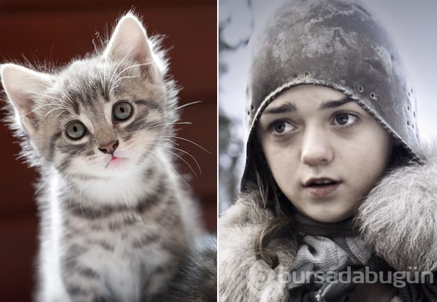 Kediler ve film karakterleri arasında dikkat çekici benzerlik