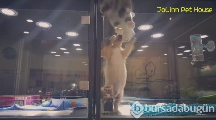 Petshop'da yalnız bırakılan yavru isyan etti; ve bakın ne yaptı?