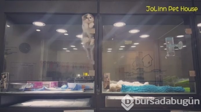 Petshop'da yalnız bırakılan yavru isyan etti; ve bakın ne yaptı?