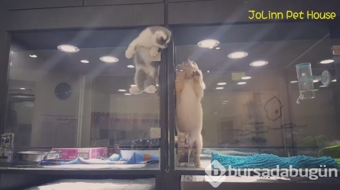 Petshop'da yalnız bırakılan yavru isyan etti; ve bakın ne yaptı?