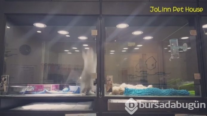 Petshop'da yalnız bırakılan yavru isyan etti; ve bakın ne yaptı?