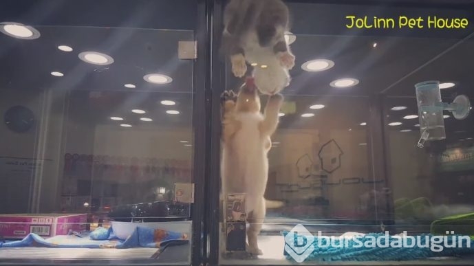 Petshop'da yalnız bırakılan yavru isyan etti; ve bakın ne yaptı?