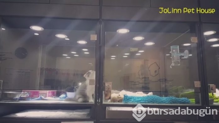 Petshop'da yalnız bırakılan yavru isyan etti; ve bakın ne yaptı?