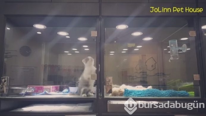 Petshop'da yalnız bırakılan yavru isyan etti; ve bakın ne yaptı?