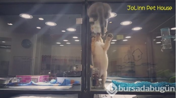 Petshop'da yalnız bırakılan yavru isyan etti; ve bakın ne yaptı?