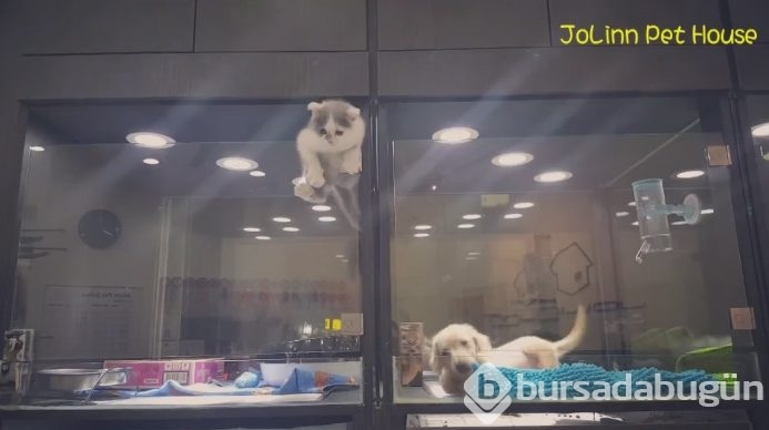Petshop'da yalnız bırakılan yavru isyan etti; ve bakın ne yaptı?