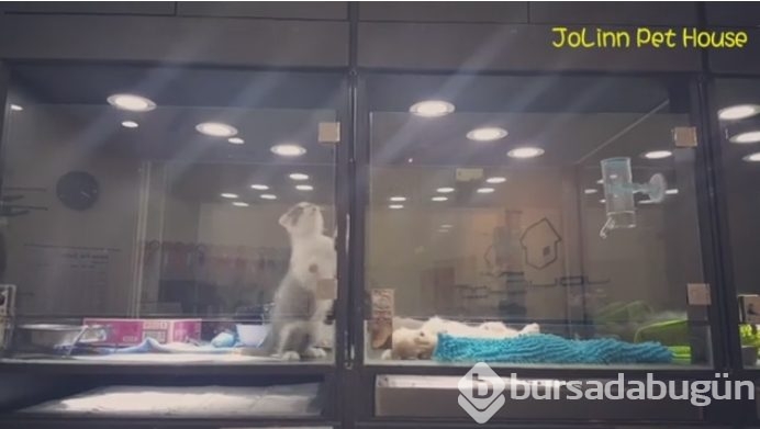 Petshop'da yalnız bırakılan yavru isyan etti; ve bakın ne yaptı?