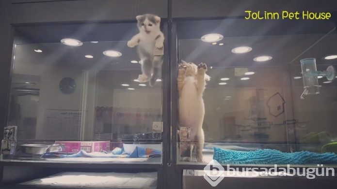 Petshop'da yalnız bırakılan yavru isyan etti; ve bakın ne yaptı?