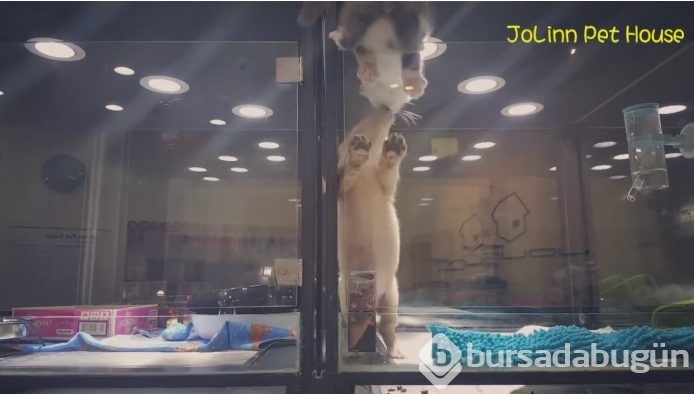 Petshop'da yalnız bırakılan yavru isyan etti; ve bakın ne yaptı?
