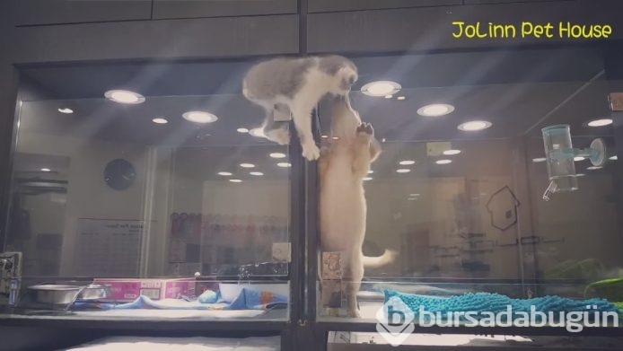 Petshop'da yalnız bırakılan yavru isyan etti; ve bakın ne yaptı?