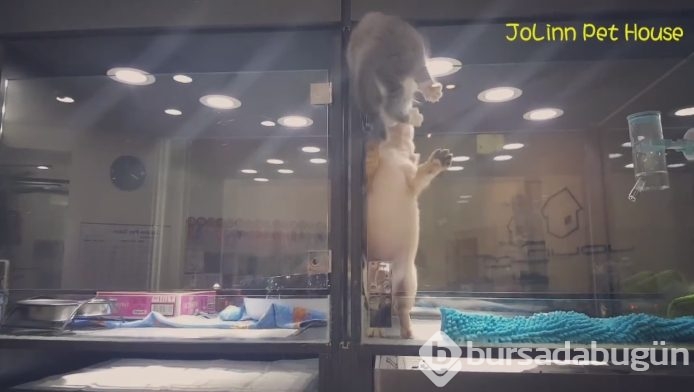 Petshop'da yalnız bırakılan yavru isyan etti; ve bakın ne yaptı?