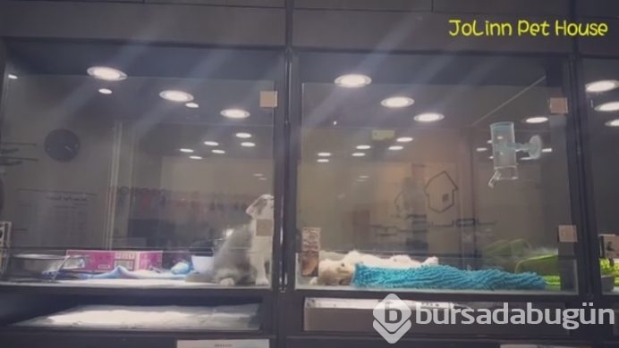 Petshop'da yalnız bırakılan yavru isyan etti; ve bakın ne yaptı?