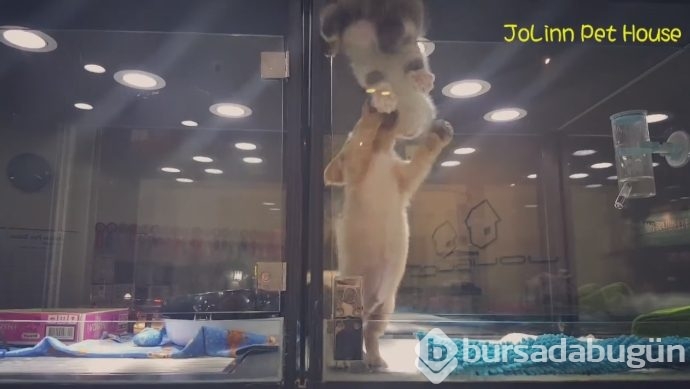 Petshop'da yalnız bırakılan yavru isyan etti; ve bakın ne yaptı?