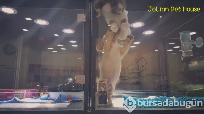 Petshop'da yalnız bırakılan yavru isyan etti; ve bakın ne yaptı?