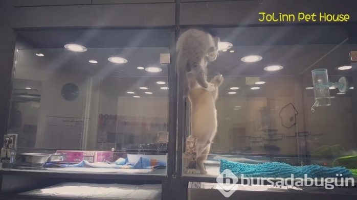 Petshop'da yalnız bırakılan yavru isyan etti; ve bakın ne yaptı?