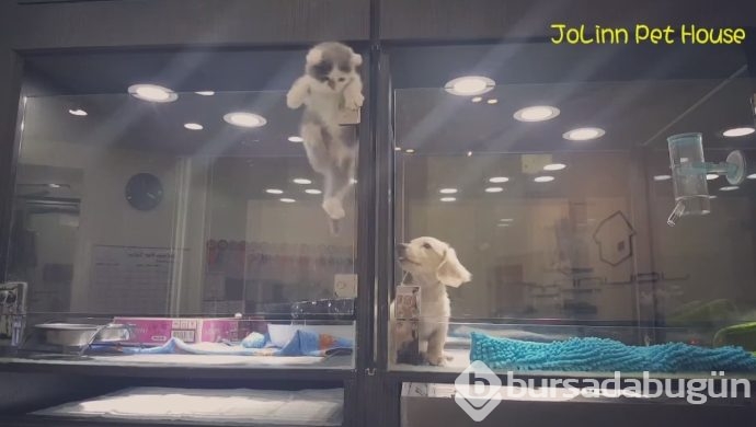 Petshop'da yalnız bırakılan yavru isyan etti; ve bakın ne yaptı?