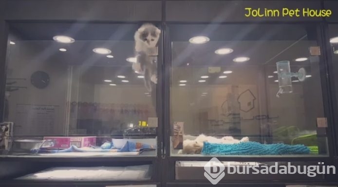Petshop'da yalnız bırakılan yavru isyan etti; ve bakın ne yaptı?