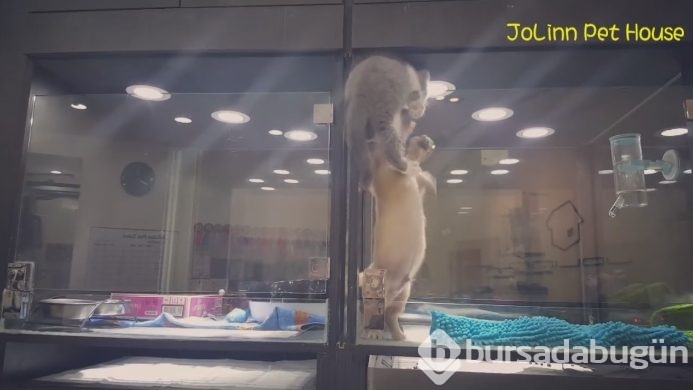 Petshop'da yalnız bırakılan yavru isyan etti; ve bakın ne yaptı?