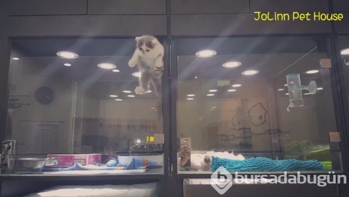 Petshop'da yalnız bırakılan yavru isyan etti; ve bakın ne yaptı?