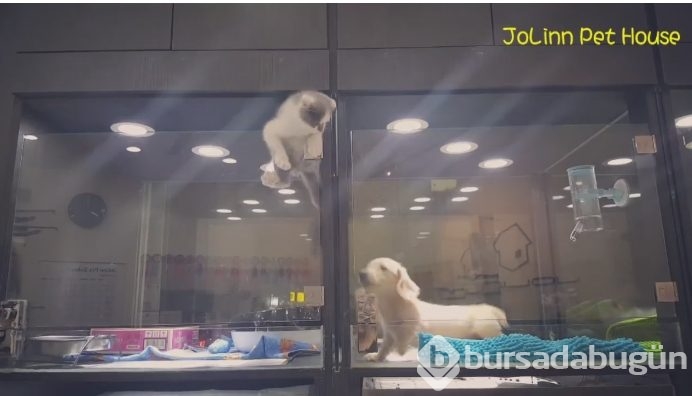 Petshop'da yalnız bırakılan yavru isyan etti; ve bakın ne yaptı?