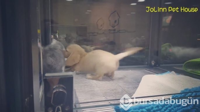 Petshop'da yalnız bırakılan yavru isyan etti; ve bakın ne yaptı?