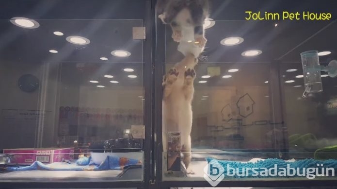 Petshop'da yalnız bırakılan yavru isyan etti; ve bakın ne yaptı?