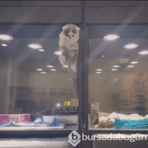 Petshop'da yalnız bırakılan yavru isyan etti; ve bakın ne yaptı?
