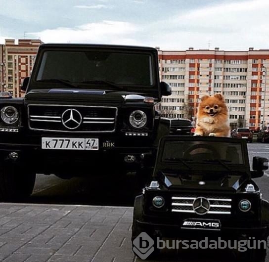 Böyle çılgınlık görülmedi. Herkes arabasının üstüne çıktı