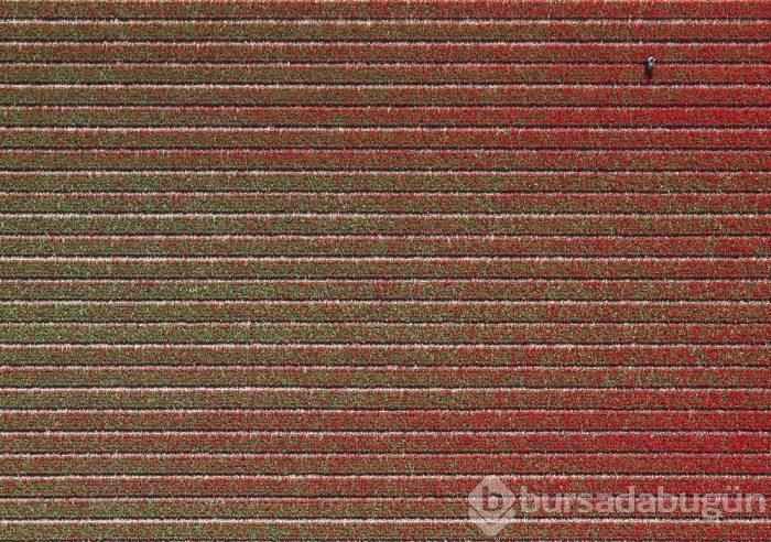 Lale tarlalarına bir de böyle bakın!