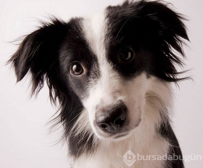 En zeki 10 köpek cinsi