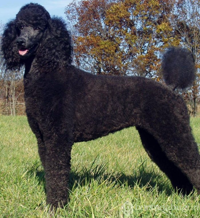 En zeki 10 köpek cinsi