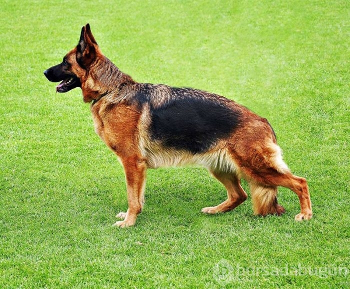 En zeki 10 köpek cinsi