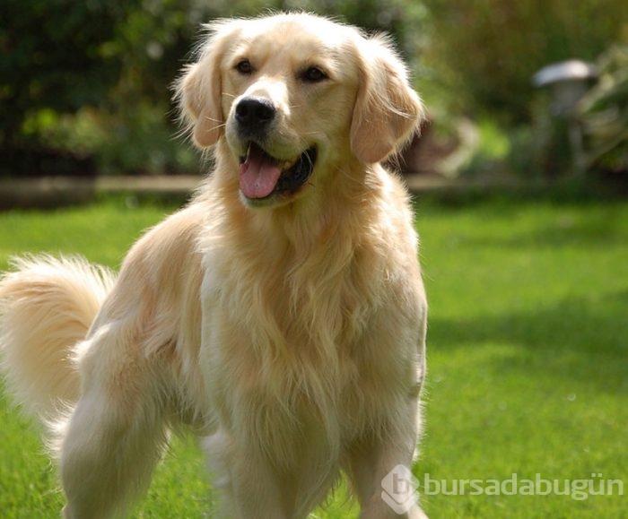 En zeki 10 köpek cinsi