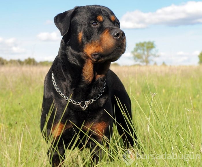 En zeki 10 köpek cinsi