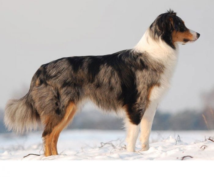 En zeki 10 köpek cinsi